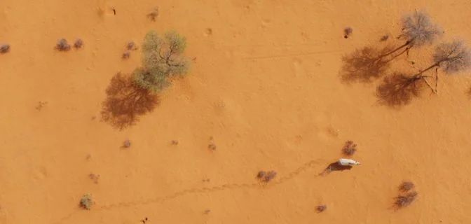 aerial view of rhino with trail of prints 2 672x448 1