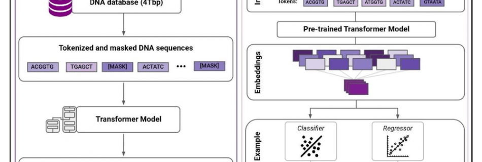 plant dna language modelling.max 1000x1000 1