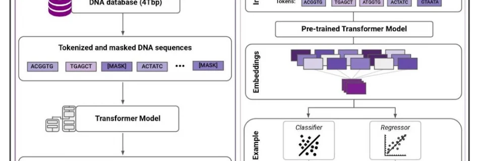 plant dna language modelling.max 1000x1000 1